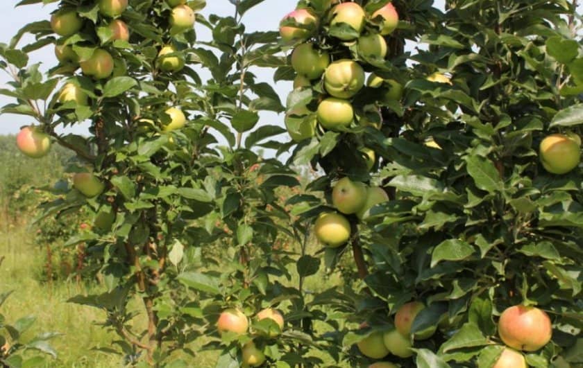 4719ad5978be4353958bc683751ced8b Врожайність яблук: від чого залежить, найбільш урожайні сорти, скільки кілограм яблук можна зібрати з дерева