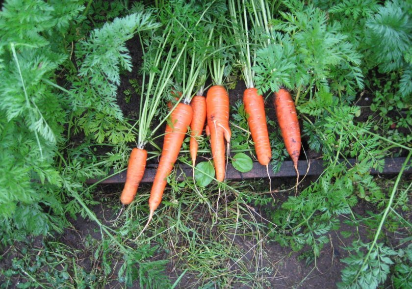 4735ff79a302330896ff4cfca1055334 Чому морква не солодка і не соковита: як виростити велику і солодку, кращі сорти