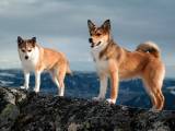 4955ae6d576c833df846bf5654cd01c1 Норвезька лундехунд: опис породи собак з фото і відео