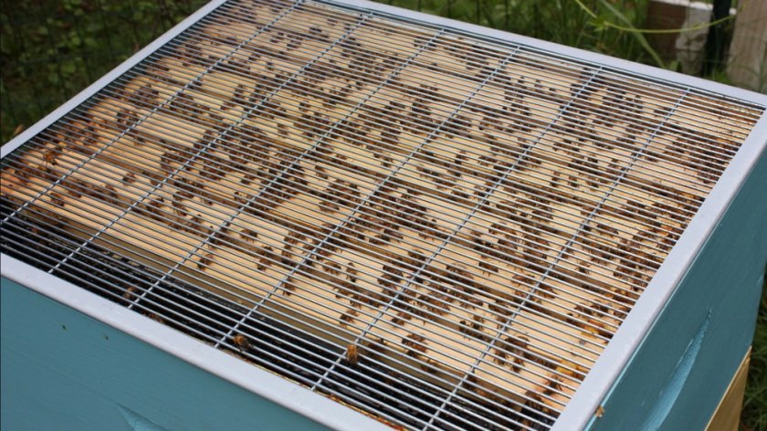 4b7a99e43e8208620ec0d81869a225dd Скільки рамок потрібно залишати на зиму у вулику, скільки меду бджоли зїдають взимку