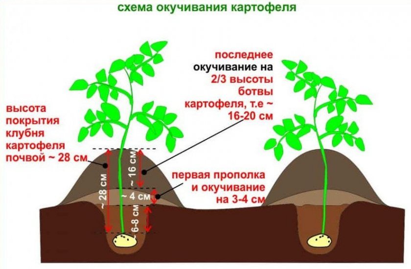 4bfc85b6616d67e9c7a216ab998827a0 Картопля сорту Сільвана: ботанічний опис і характеристика, особливості вирощування та догляду, фото