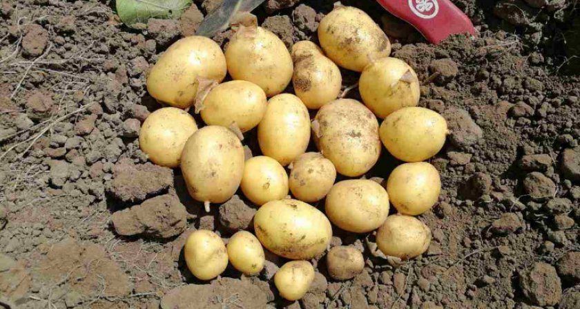 4dd09b20ffae9534d0eab3dbd094c298 Картопля Синок: опис та характеристика сорту, смакові якості, особливості вирощування, фото, відео