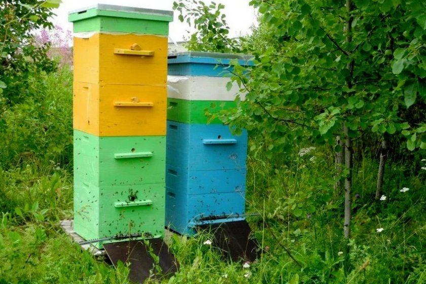 50f25141fbaa8af98dbbcae061968341 Будиночок для бджіл: види, особливості конструкції, вимоги, як зробити будиночок своїми руками