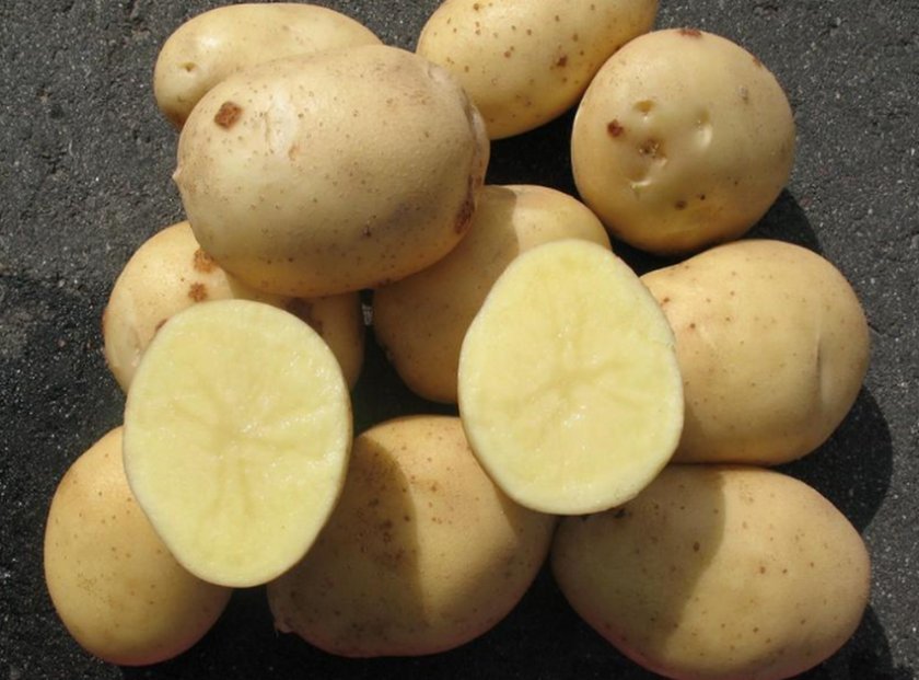 515366a17e72feb9f32d270daea3784e Сорт картоплі Эльмундо: ботанічний опис і характеристика, плюси і мінуси, особливості посадки і догляду, фото