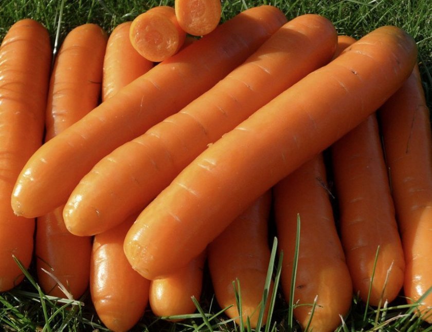 517175c4fd37301411802bd875184e94 Чому морква не солодка і не соковита: як виростити велику і солодку, кращі сорти