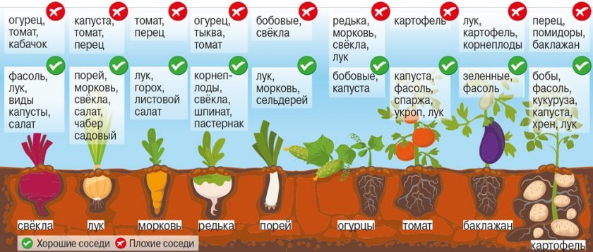 5183cf951a497bc5606a9a0e3d31d242 Після чого можна саджати картоплю на наступний рік, як правильно підібрати культуру, що краще не садити після картоплі