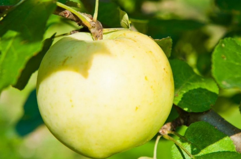 52fcc8818825389ef668ee2cf2faf9a8 Врожайність яблук: від чого залежить, найбільш урожайні сорти, скільки кілограм яблук можна зібрати з дерева