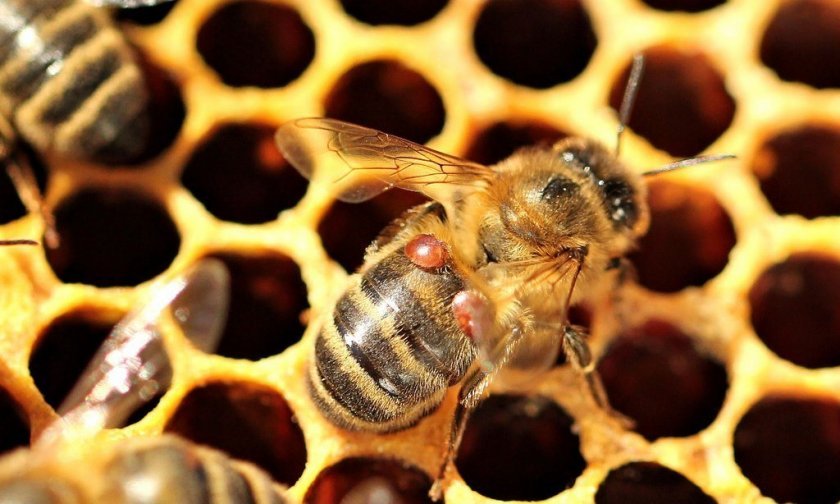 532921c94e2de04b29e86fb8f5dc649b Чому гинуть бджоли: причини, чинники, чим загрожує вимирання, поради бджолярів