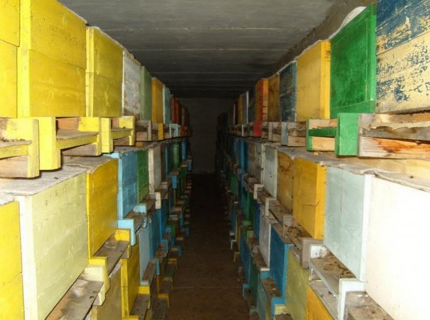 545b75acc981c6441b6e4708b357ac94 Зимівля бджіл у погребі: особливості, щоденник відвідування бджіл, поради бджолярів