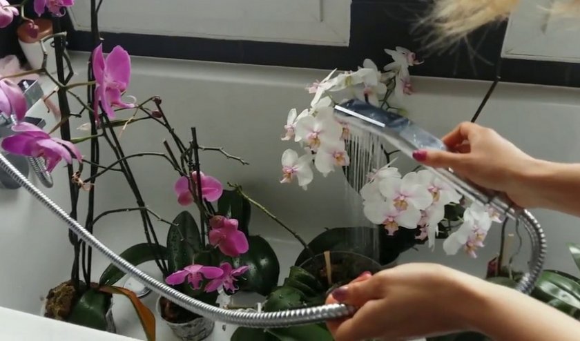 5516aced1be58e4bbacccf4559a5d343 Як поливати орхідею в домашніх умовах: скільки разів і як часто, основні правила поливу, фото