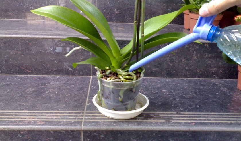 5556627e6acab4b9b548073a520d0ca8 Як поливати орхідею в домашніх умовах: скільки разів і як часто, основні правила поливу, фото
