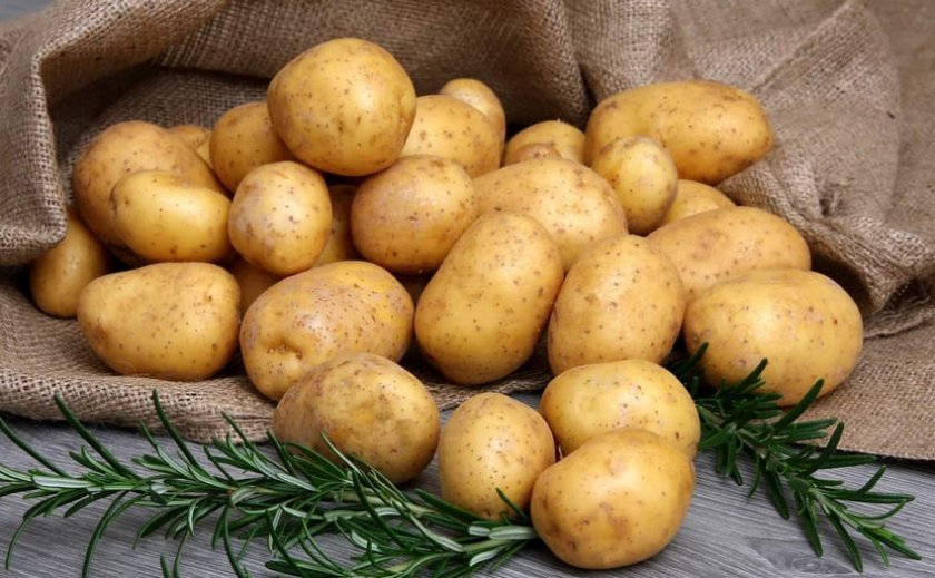 597e08348a4aac804377772904c5988f Як посадити картоплю взимку в теплиці: вирощування, урожайність технологія вирощування