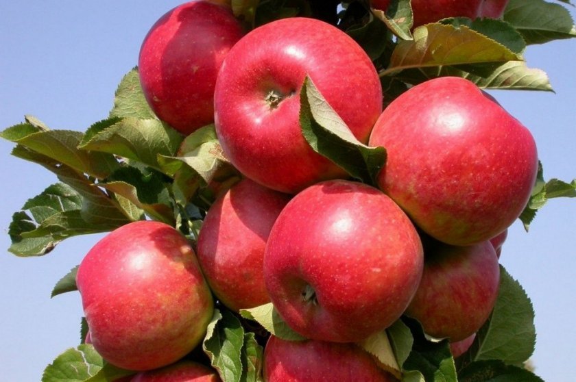 5b2582092ff9446055381829e1dffc3e Врожайність яблук: від чого залежить, найбільш урожайні сорти, скільки кілограм яблук можна зібрати з дерева
