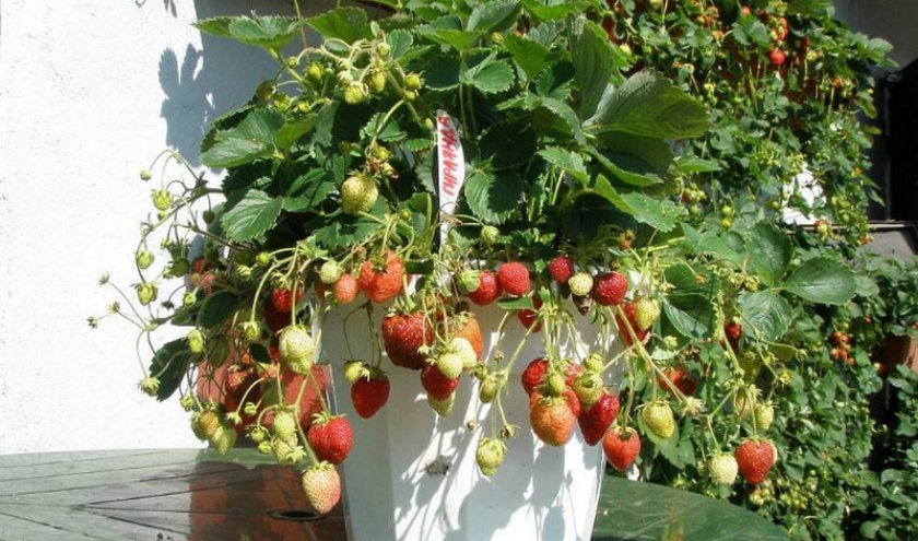 5f68a5d15b31f956bef257828e0595a2 Домашня полуниця: вирощування з насіння в домашніх умовах на розсаду круглий рік