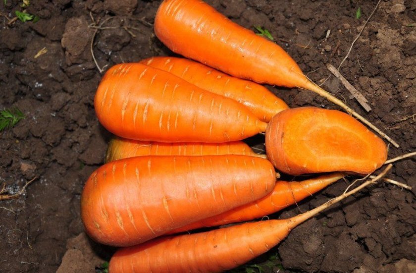 60834a9716972647ad94c70a4e2f1115 Чому морква не солодка і не соковита: як виростити велику і солодку, кращі сорти