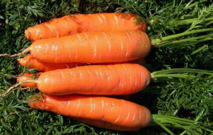 633f200d2c81b75342958cd65f5530f6 Чому морква не солодка і не соковита: як виростити велику і солодку, кращі сорти