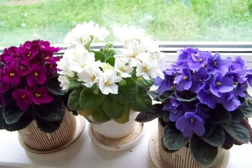 63f2164dbbf33a9b49f79f88d76764db Як правильно посадити фіалку в домашніх умовах: як вирощувати і доглядати за рослиною, відео