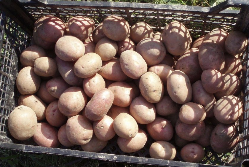 667661f6a6697350b60b6347f1ebb6be Картопля сорту Ажур: ботанічний опис і характеристика, особливості вирощування та догляду, фото