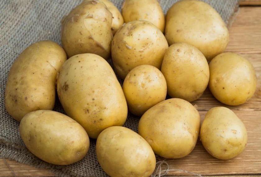667f75fdb591523a2c6530a593f85978 Як посадити картоплю взимку в теплиці: вирощування, урожайність технологія вирощування