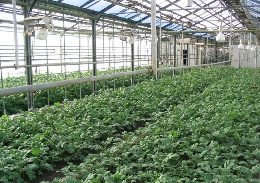 69ae54fb1d602330584a65141ec205dc Як посадити картоплю взимку в теплиці: вирощування, урожайність технологія вирощування