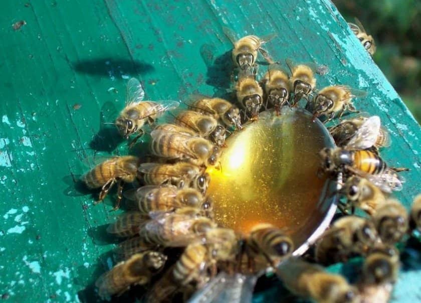 69ed44847c59cbeea58e940db554948b Весняні роботи на пасіці: поетапні роботи, розширення гнізд, поради бджолярів