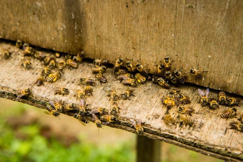 6be207a68ae090a31db1e691c3b19c14 Чому гинуть бджоли: причини, чинники, чим загрожує вимирання, поради бджолярів
