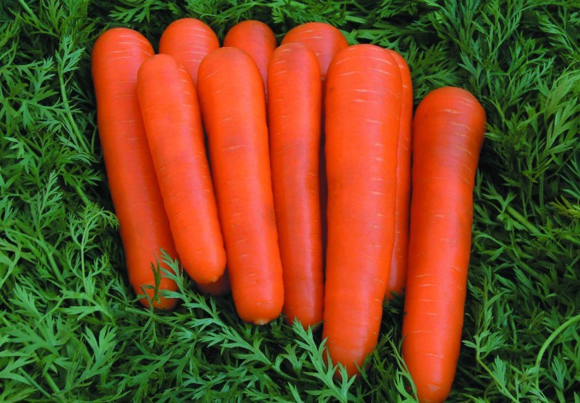 6e45460dbfeb9b1398c3ea437bd936dd Чому морква не солодка і не соковита: як виростити велику і солодку, кращі сорти