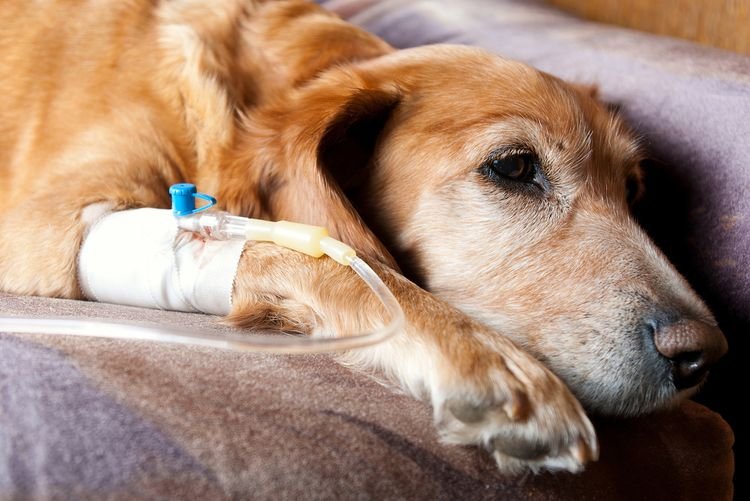  Задишка у собаки після пологів | часте прискорене дихання, що робити