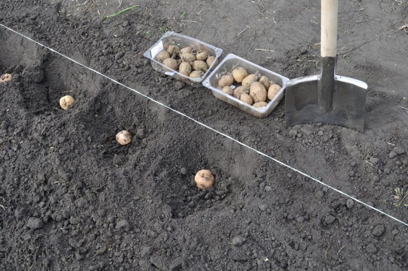 73f0fd32bb3620acb3049746953d151e Картопля сорту Ажур: ботанічний опис і характеристика, особливості вирощування та догляду, фото