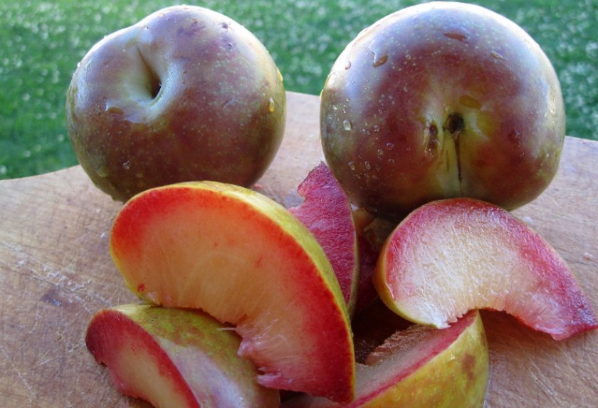 751c88755c615a173254280c829ea299 Гібриди персика та нектарина, аличі, яблука, персика: опис сортів з фото