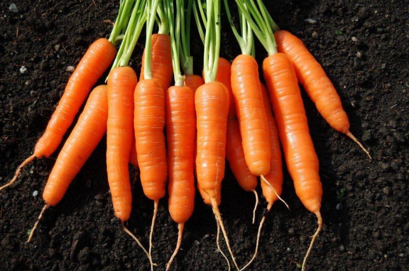753903a5cce08e5f5b1d551c1b5a7185 Моркву сорту Лагуна F1: особливості і опис, агротехніка вирощування та догляду за морквою, фото