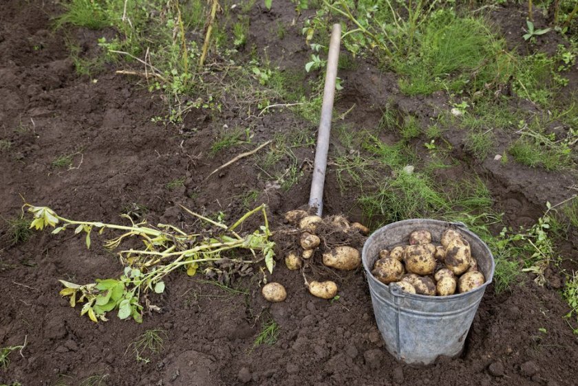 77b857060b7538d0fd4b013f160bd2a9 Гниль картоплі: причини, опис і лікування, що робити і як боротися, чи є уражений картопля, фото