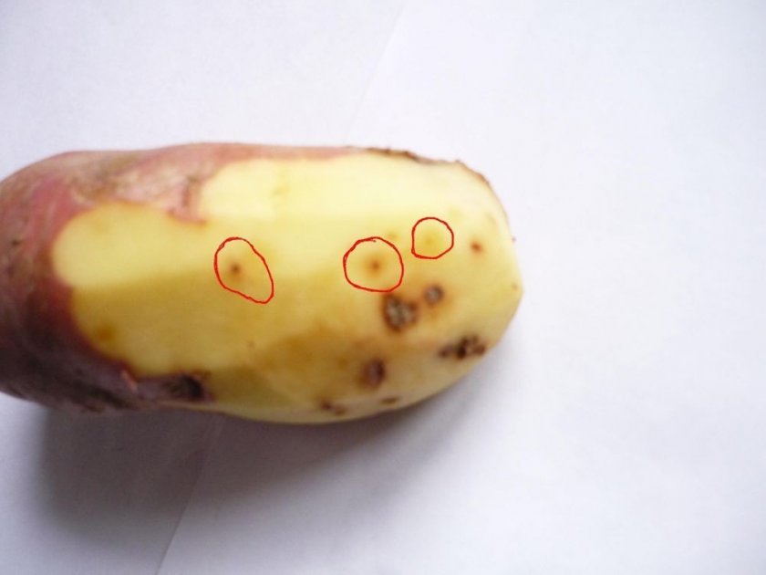 77d739f8efa172bc682bd0cd59b9225d Картопля сорту Мавка: ботанічний опис і характеристика, посадка, вирощування і догляд, фото