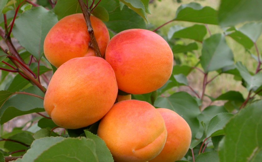 7934cc91ea759c7f94af595f5b3e75c3 Гібриди персика та нектарина, аличі, яблука, персика: опис сортів з фото