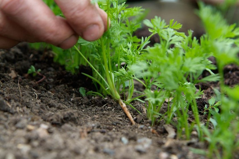 7a576c1c03885361807aeebf60c92df0 Чому погано росте морква: основні причини повільного зростання овоча на городі, правила підготовки ґрунту перед посадкою