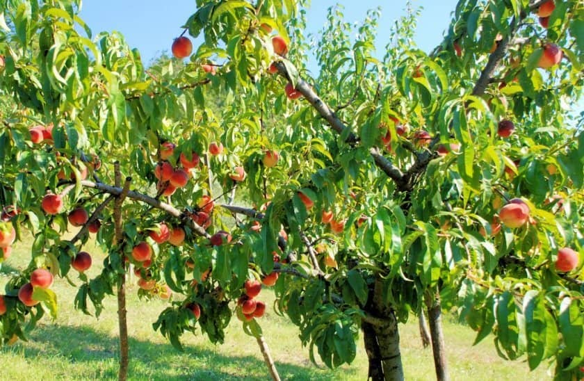 7cab96589479f04a31a55715e011ebfc Кучерявість листя персика: небезпека, заходи боротьби, чим обробляти, профілактика захворювань