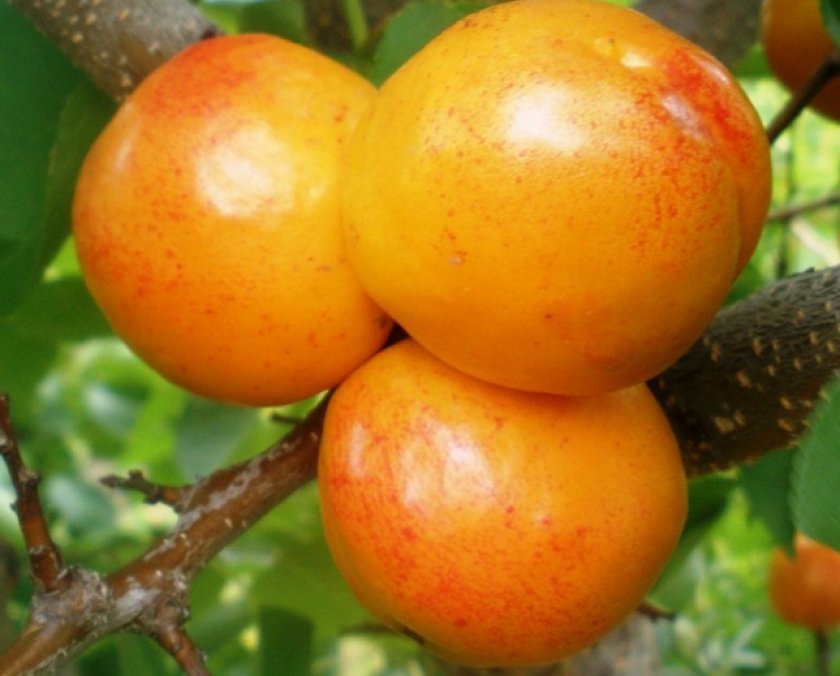 7cb495dd38d854f97a9f4a980d5dc61c Гібриди персика та нектарина, аличі, яблука, персика: опис сортів з фото