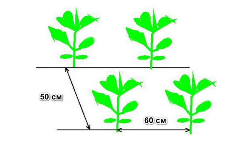 7cef1a912537f994977acdbe5bb42538 Капуста сорту Білосніжка: опис і характеристика, особливості вирощування та догляду за капустою, фото, відгуки