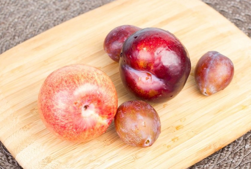 7da8f73ecb25b0ef99565df46f8b57c8 Гібриди персика та нектарина, аличі, яблука, персика: опис сортів з фото