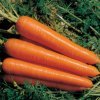 7ed021add379933a2739ebdd66641907 Моркву сорту Лагуна F1: особливості і опис, агротехніка вирощування та догляду за морквою, фото