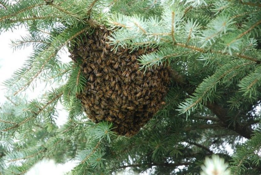 7fda69d4435cd3f91cf3f8f22cb8ff4e Хвойний мед: корисні і шкідливі властивості, використання меду — лікування, косметика