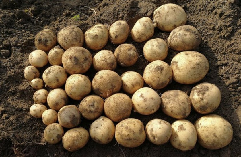 8443245bbd5265c7af3b5875d1c0f3bf Сорт картоплі Банба: особливості та характеристика, агротехніка вирощування та догляду за картоплею, фото