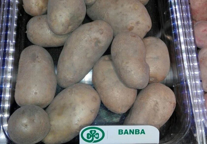 84eaf1bcee589d32fbb4bde644052ed8 Сорт картоплі Банба: особливості та характеристика, агротехніка вирощування та догляду за картоплею, фото