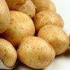 8b609dd6ec9059fcf2c87169a2a37300 Картопля сорту Чайка: характеристика, особливості вирощування та догляду за посадками, фото