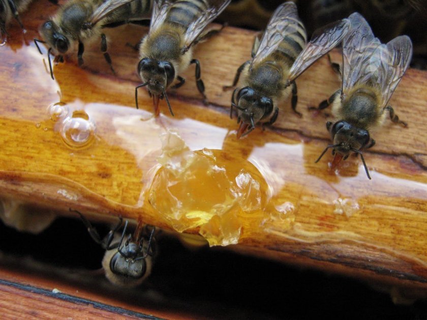 8c07876c97920de85b63980df65eeeee Чому гинуть бджоли: причини, чинники, чим загрожує вимирання, поради бджолярів