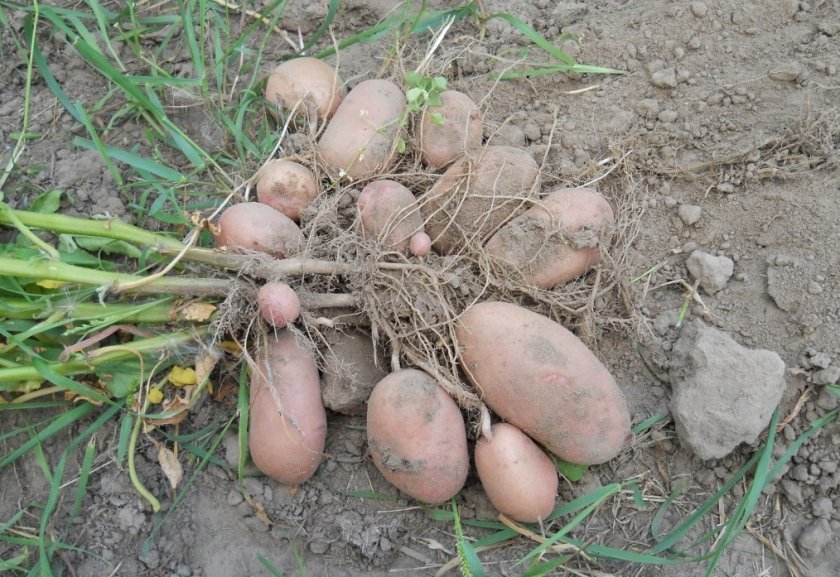 8f97c1a1c76775359c2cd03f1260cba4 Картопля Тірас: ботанічний опис і характеристика сорти, вирощування і догляд, фото