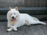 9010249d15ad1796fdf52009baf4bc11 Кисю ((японська лайка): опис породи собак з фото і відео