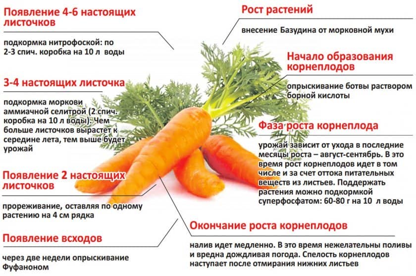 90a18b3585c2efa78c8e54a3d72020e3 Чому морква не солодка і не соковита: як виростити велику і солодку, кращі сорти