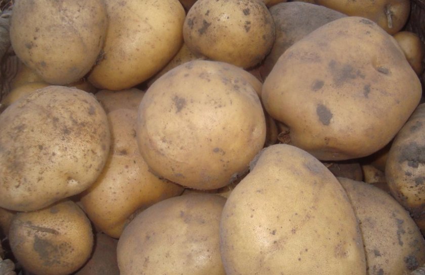 921730e89b643b617ccdcb543e651f94 Картопля сорту Тімо: особливості та характеристика, посадка, вирощування і догляд, фото