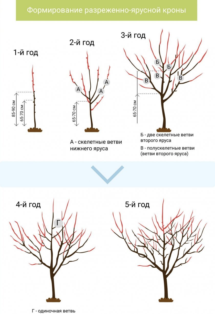 937af4df23c568d28c768bee5bbfc202 Догляд за черешнею: як правильно виростити дерево, врожайність, фази розвитку